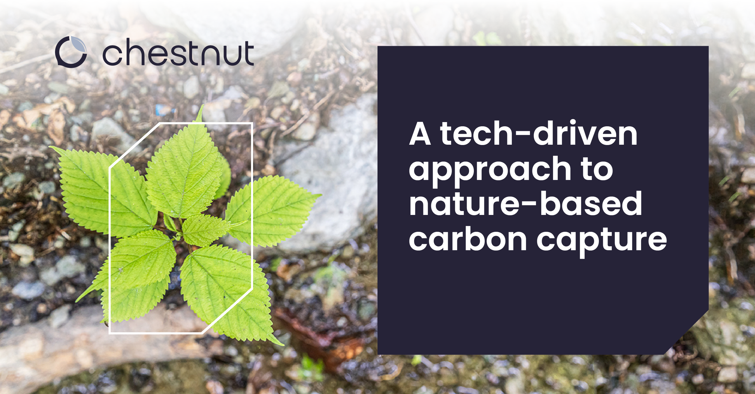 A Tech-Driven Approach to Nature-Based Carbon Capture