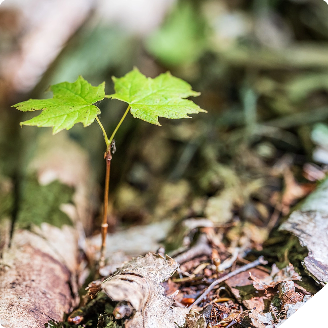 afforestation_building_new