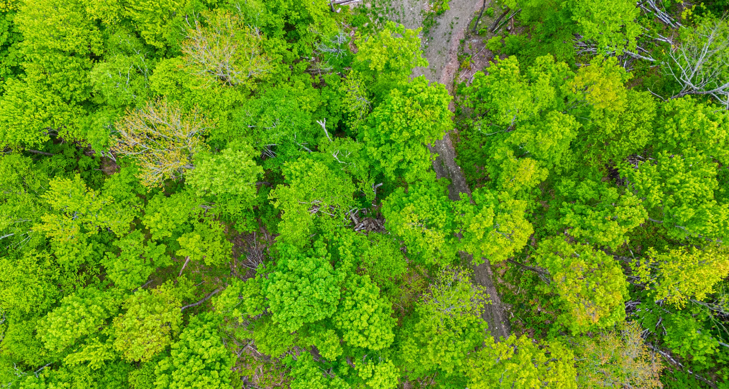 chestnut-carbon-greenoverhead-home