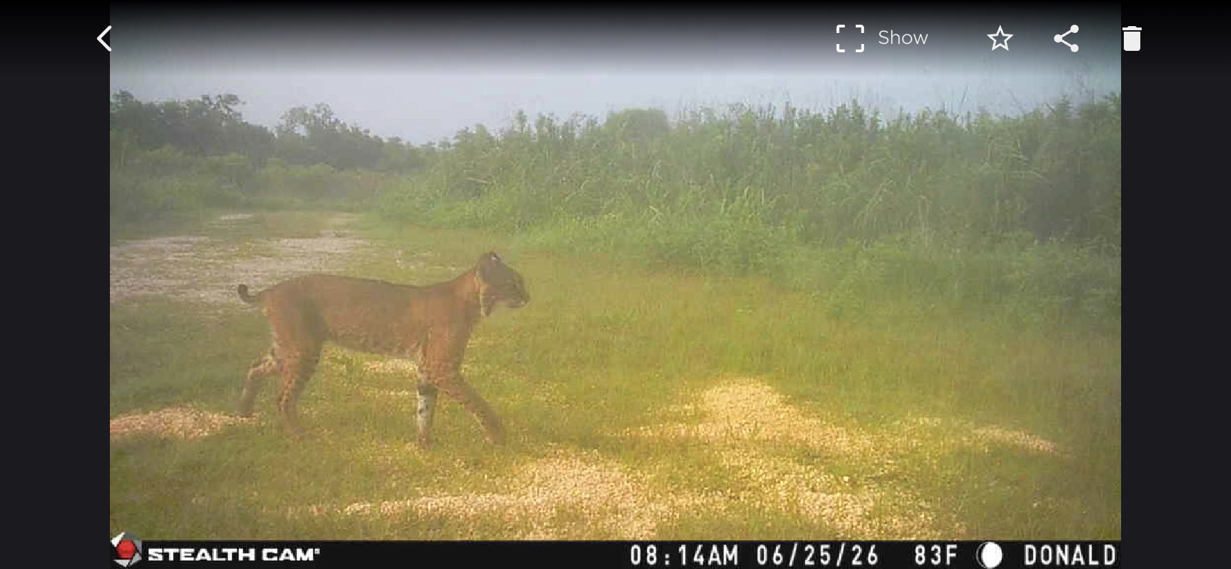 Bobcat photo 2